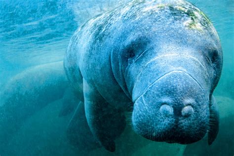 manatee viewing near cape canaveral.